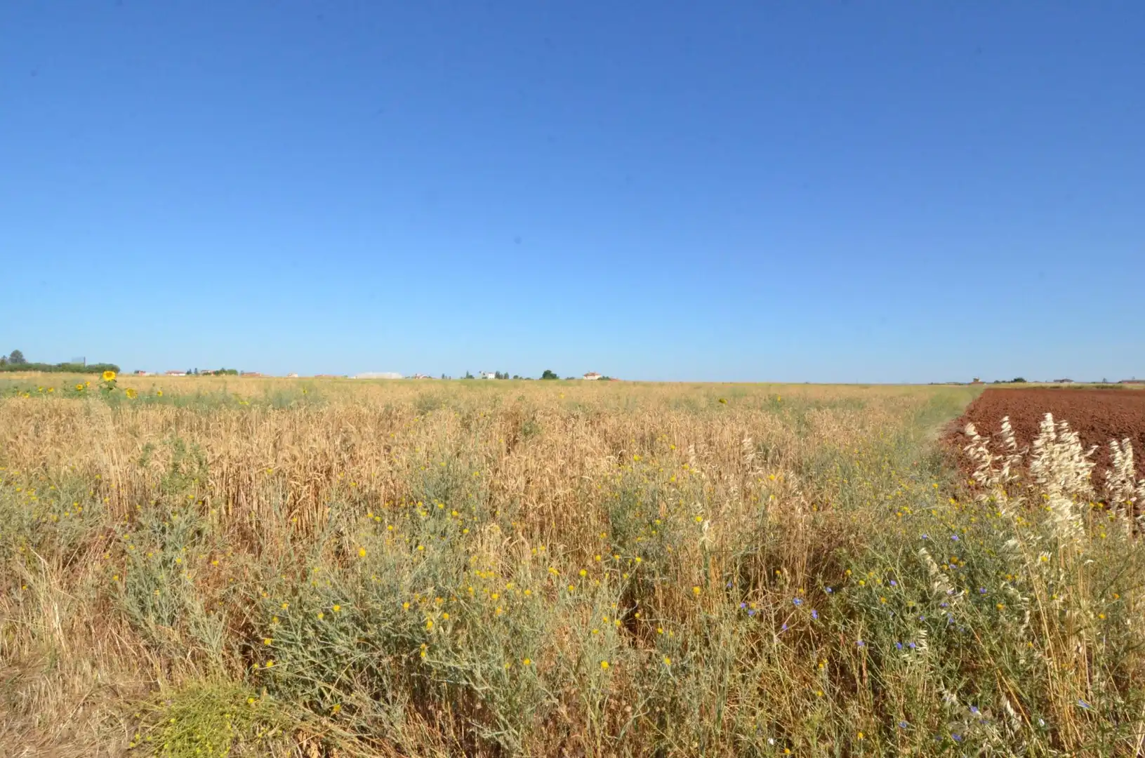 Rural land for sale in Calzada de Valdunciel, imagen 5
