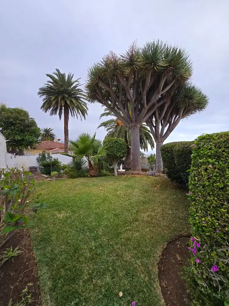 Jardí de Casa o xalet en venda en La Orotava amb Jardí privat, Terrassa i Traster