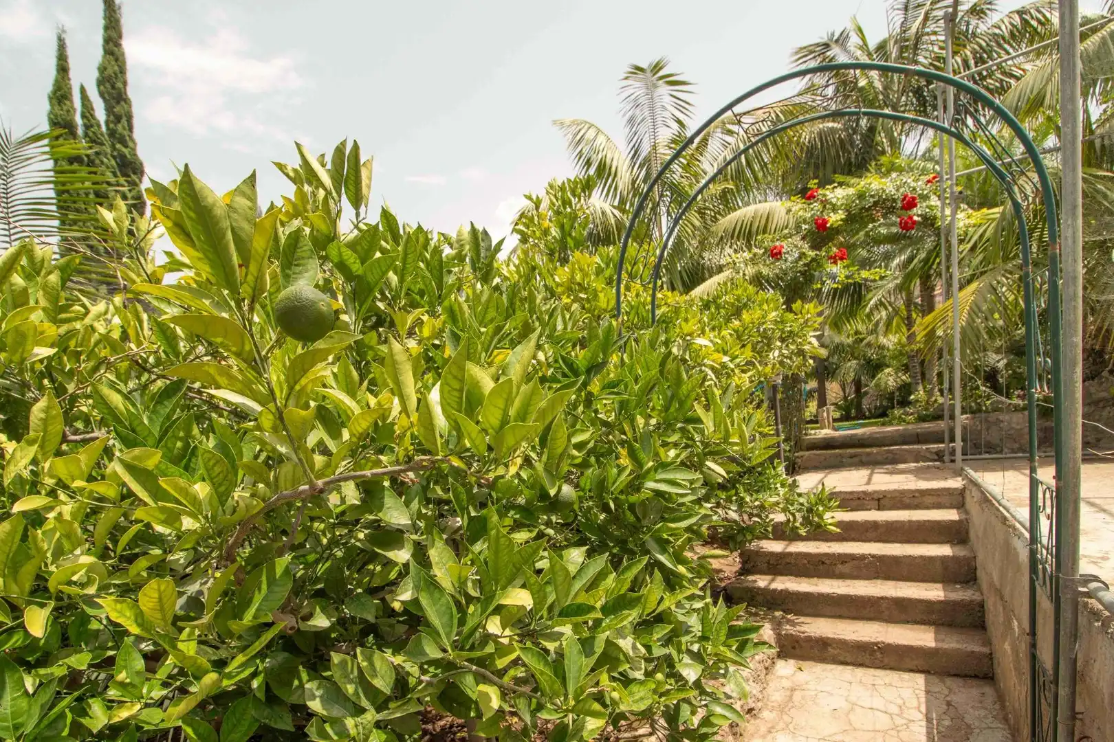 Jardí de Casa o xalet en venda en Icod de los Vinos amb Jardí privat, Terrassa i Traster