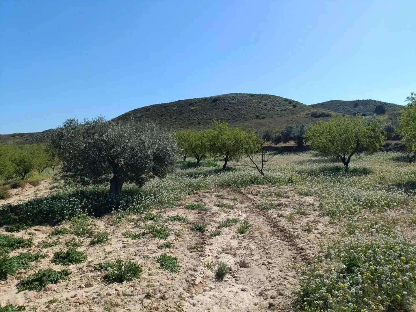 Terrenos y solares en venta en Pedanías Oeste, imagen 3