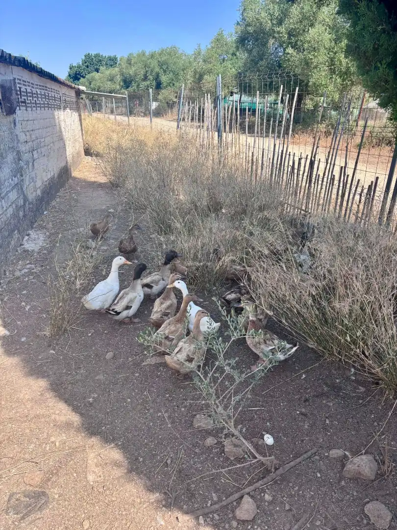 Garten von Grundstücke zum Verkauf in Arcos de la Frontera