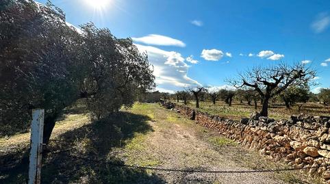 Foto 3 de Finca rústica en venda a Camí de Sant Jeroni, 5, Móra d'Ebre, Tarragona