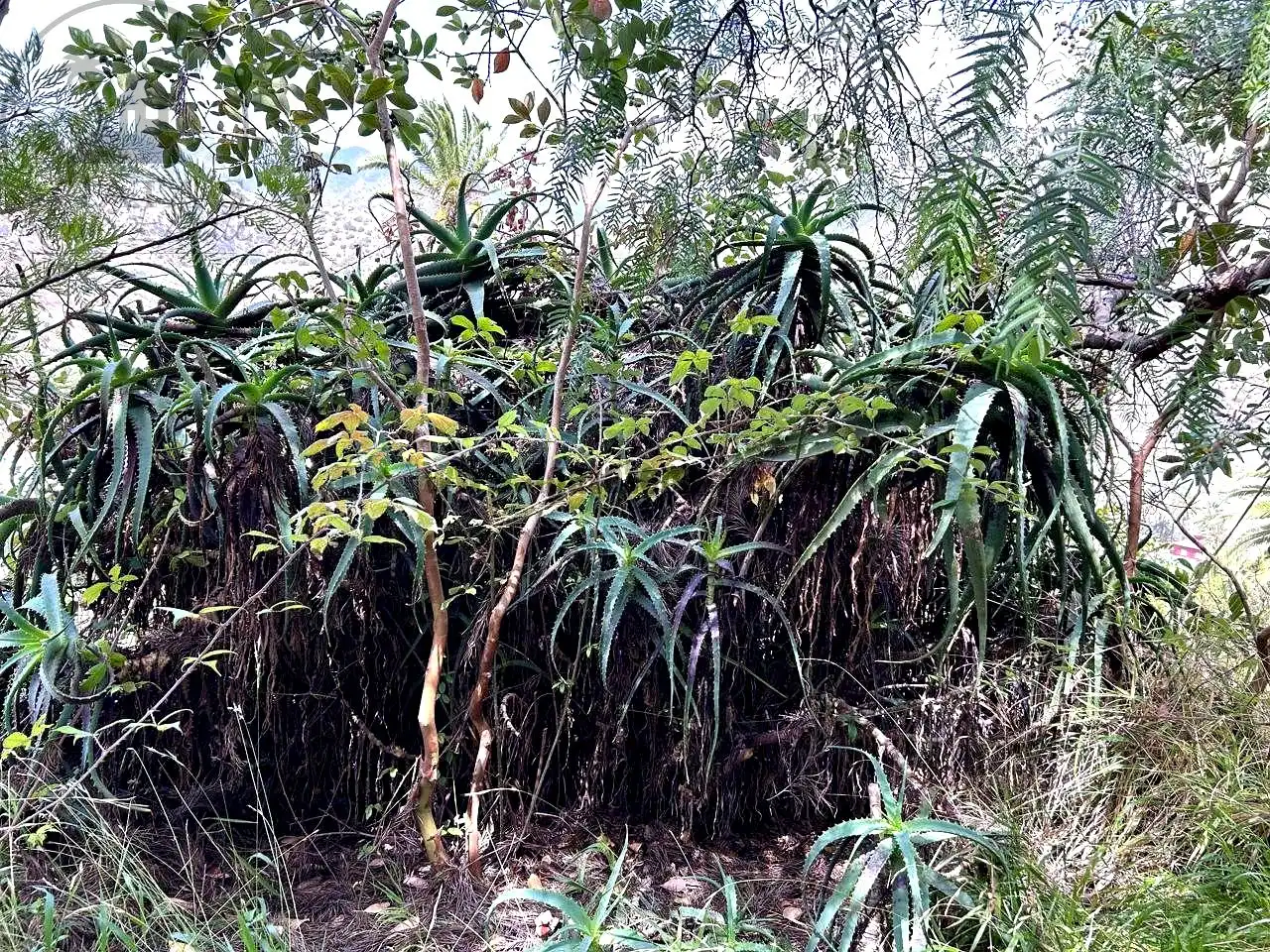 Jardín de Finca rústica en venta en Vallehermoso con Aire acondicionado, Calefacción y Jardín privado