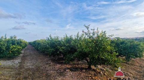 Foto 5 de Finca rústica en venda a 16, Casco Antiguo - Darremur, Castellón