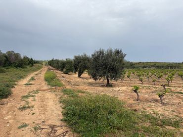 Rustikales Grundstück zum Verkauf in Bollullos Par del Condado