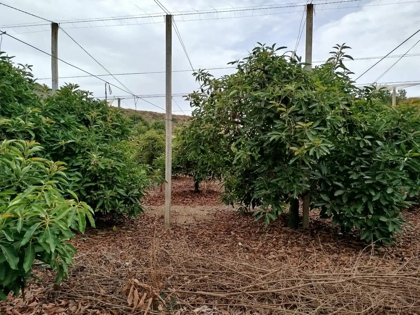 Terrain rustique à vendre à Vélez-Málaga ciudad, imagen 36