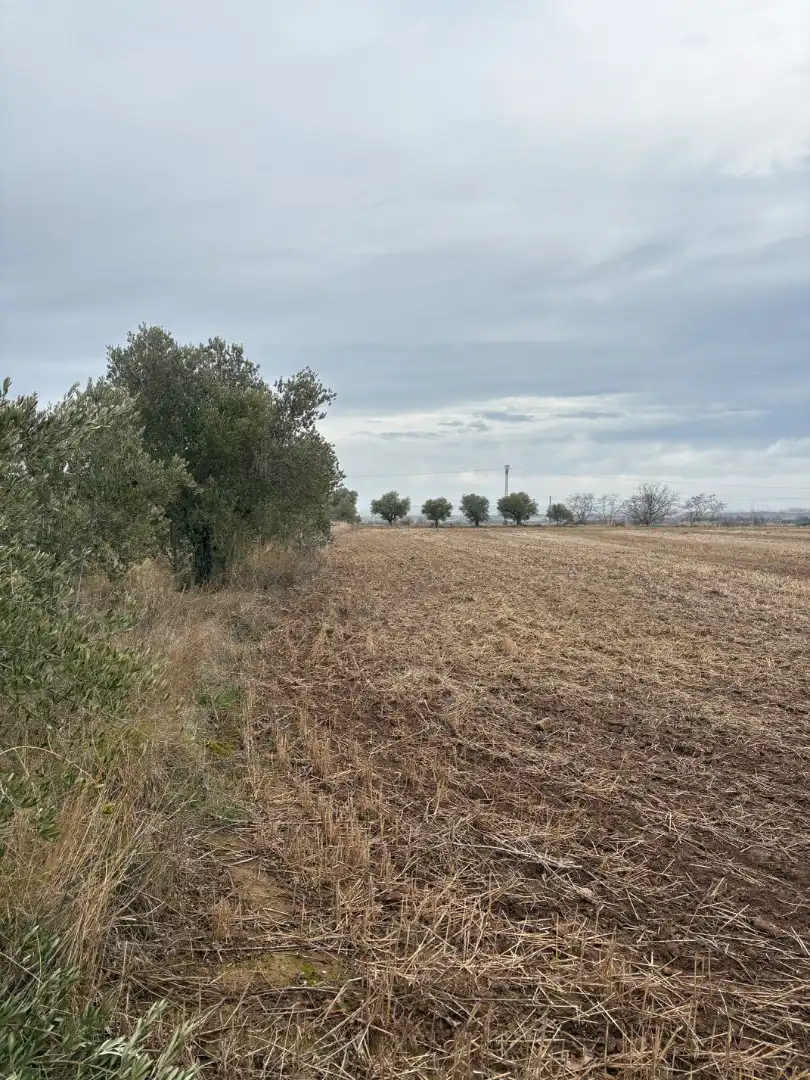 Terrenys i solars en venda a Alberite
