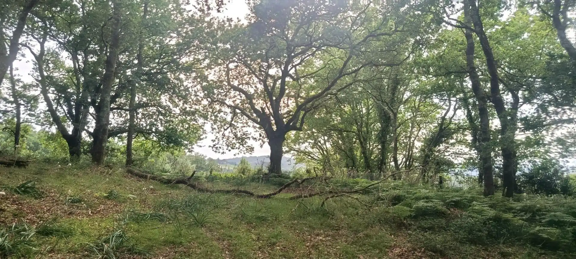 Finca rústica en venta en A Estrada 