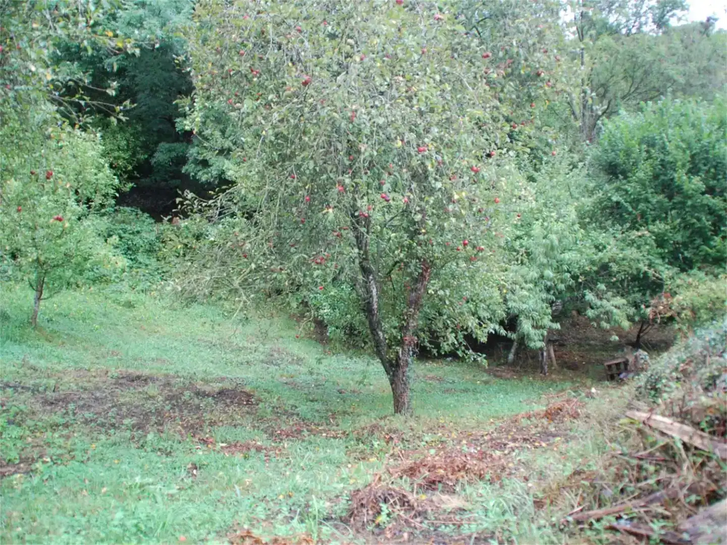 Jardí de Finca rústica en venda en Cabrales