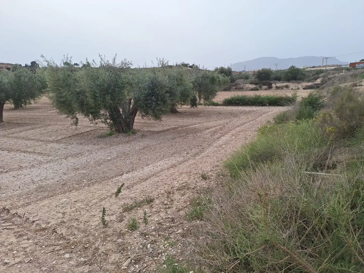 Terreny rústic en venda a Agost, imagen 13
