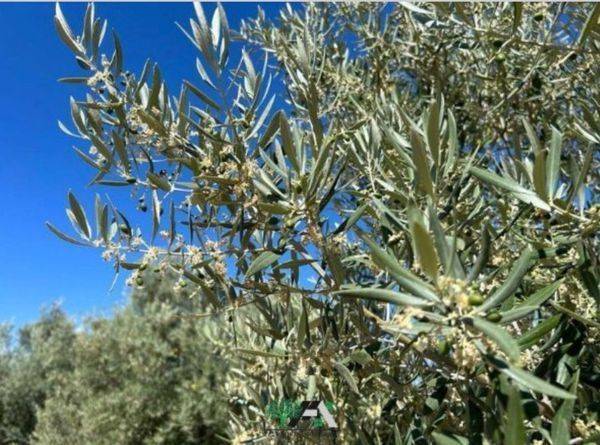 Terreno en Venta en Camino de las Casas de Hurtado a Lupion en Lupión
