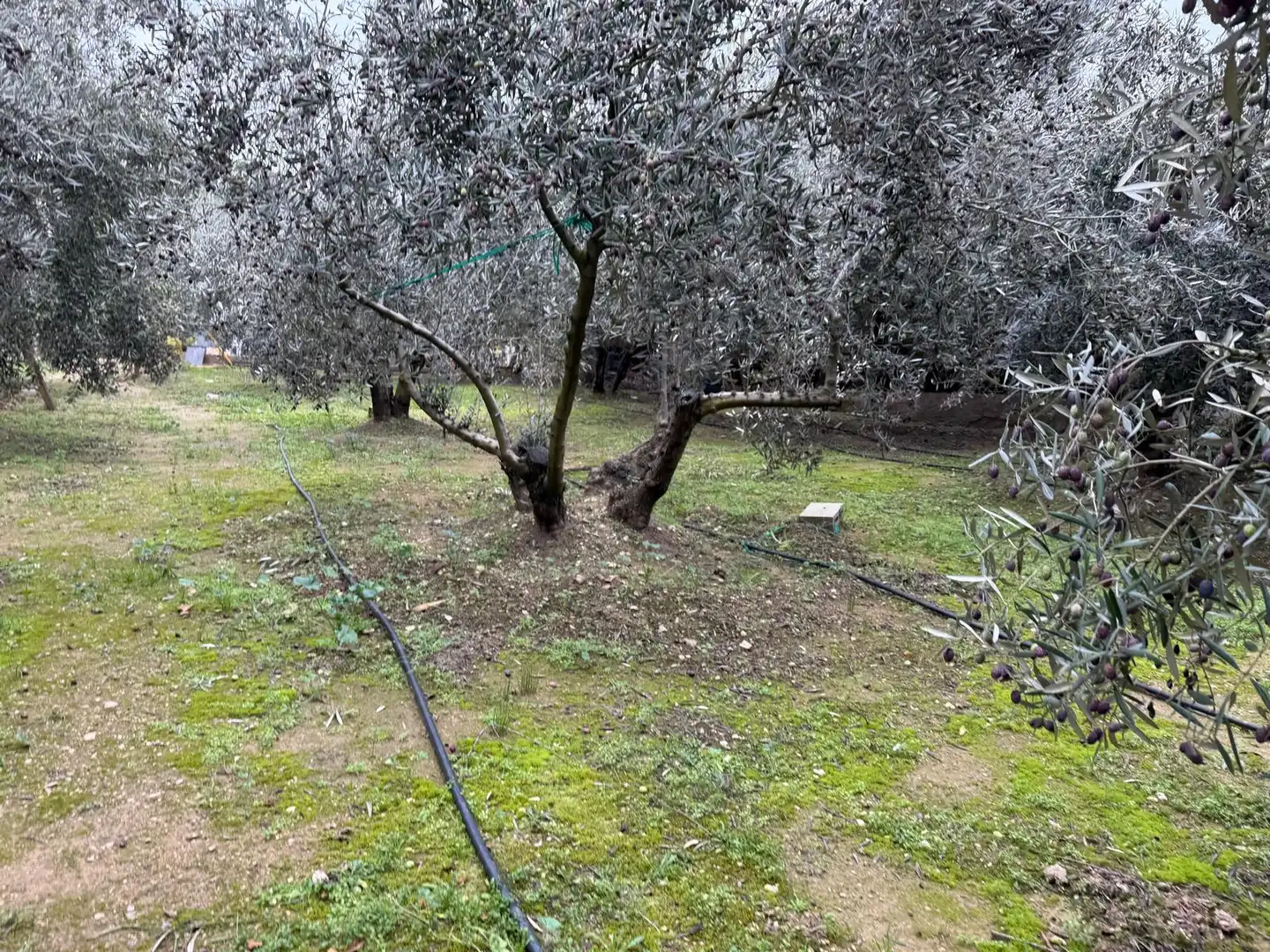 Finca rústica en venta en Torres de Segre con Jardín privado, Terraza y Internet