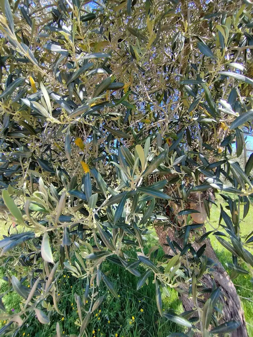 Terreni e lotti in vendita a 06430 Zalamea de la Serena, Spain, imagen 4