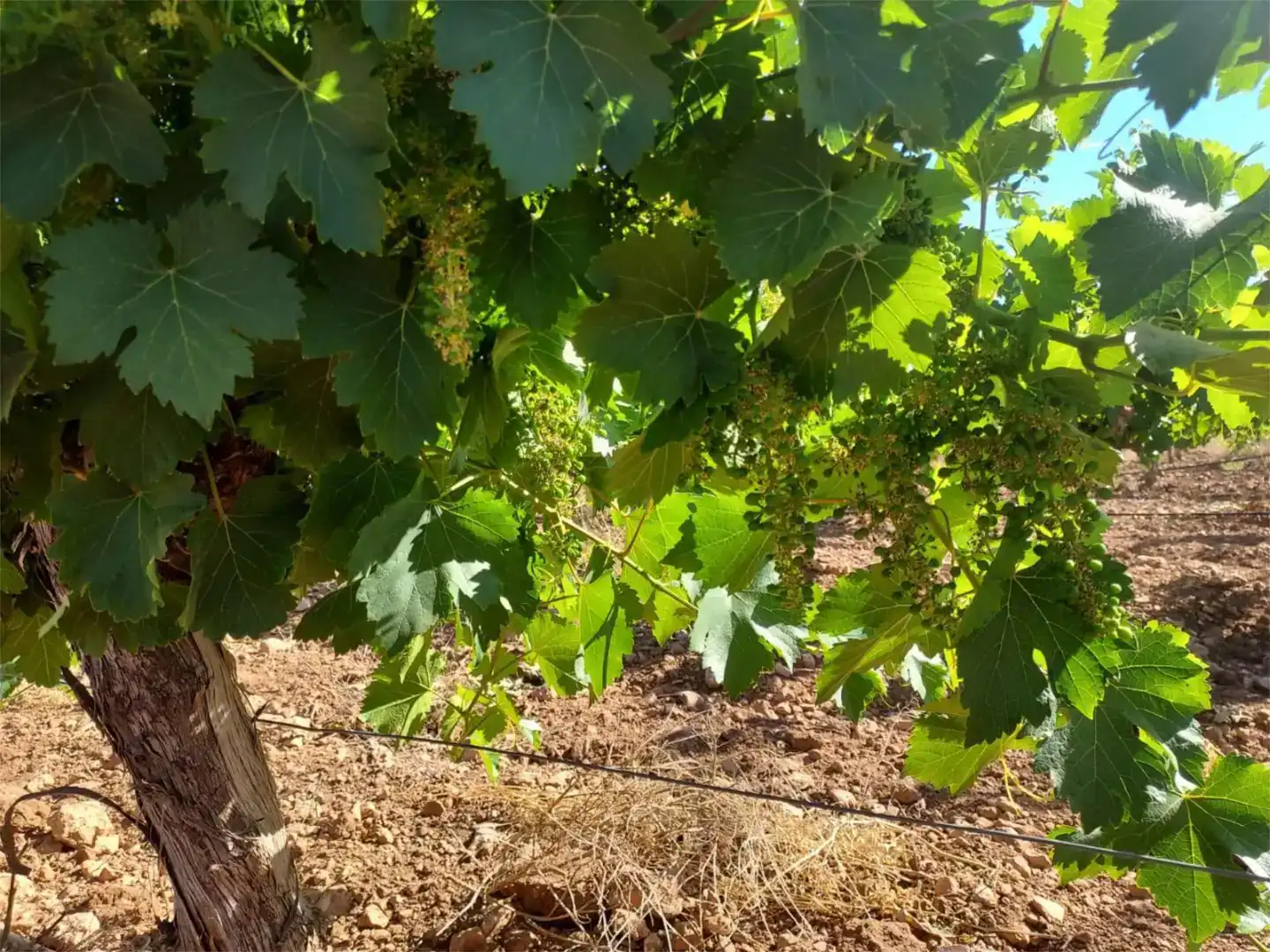 Vista exterior de Finca rústica en venda en Manzanares