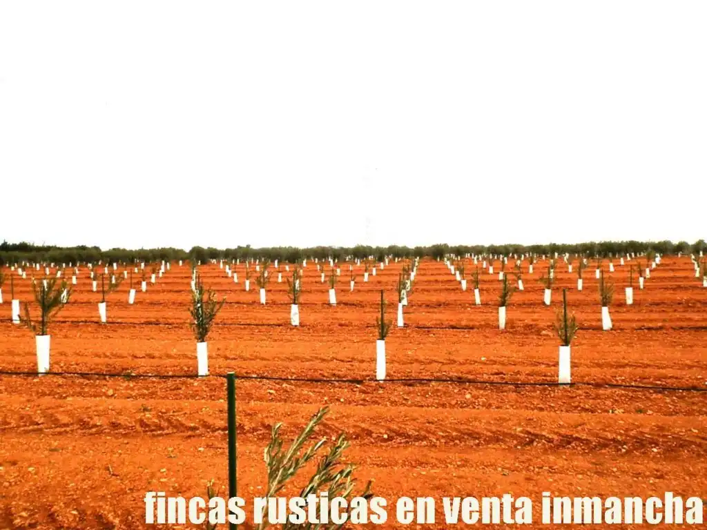 Rural land for sale in Valdepeñas, imagen 4