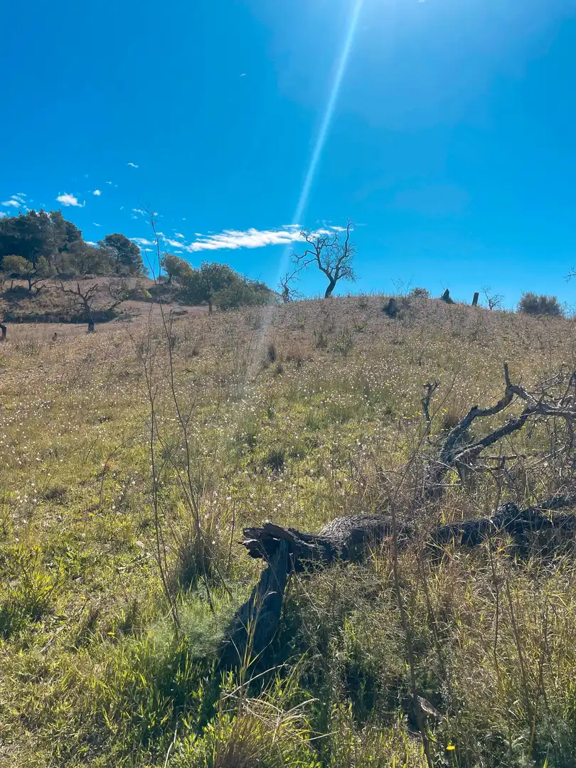 Rural land for sale in Sant Llorenç des Cardassar, imagen 12