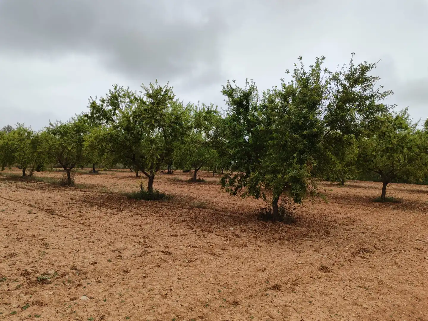 Rural land for sale in Benigànim, imagen 3