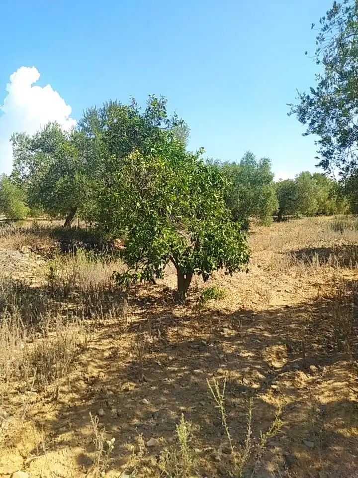 Terreny rústic en venda a Montbrió del Camp, imagen 4