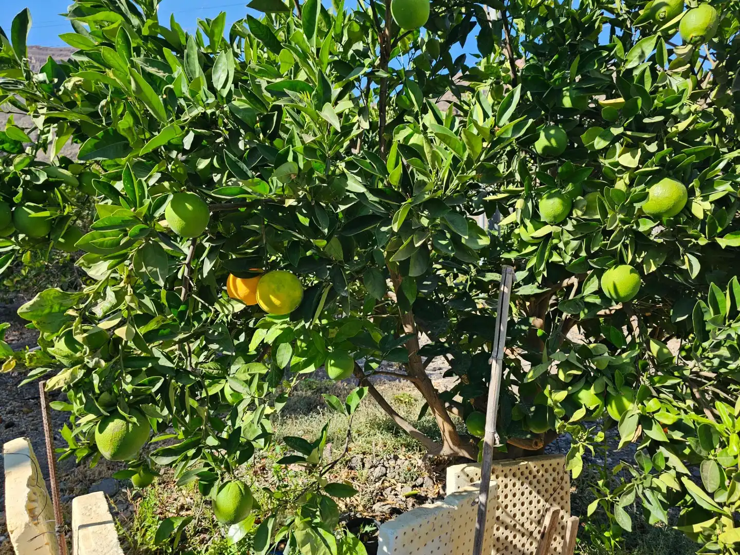 Jardín de Finca rústica en venta en La Aldea de San Nicolás  con Jardín privado, Terraza y Trastero