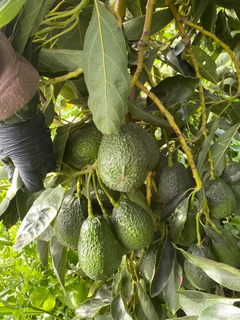 Casa rústica en venda a PARAJE CRUDO ITRABO, imagen 13