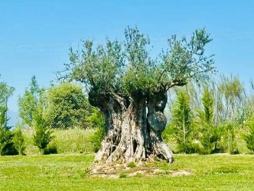 Jardín de Terreno en venta en Madrid
