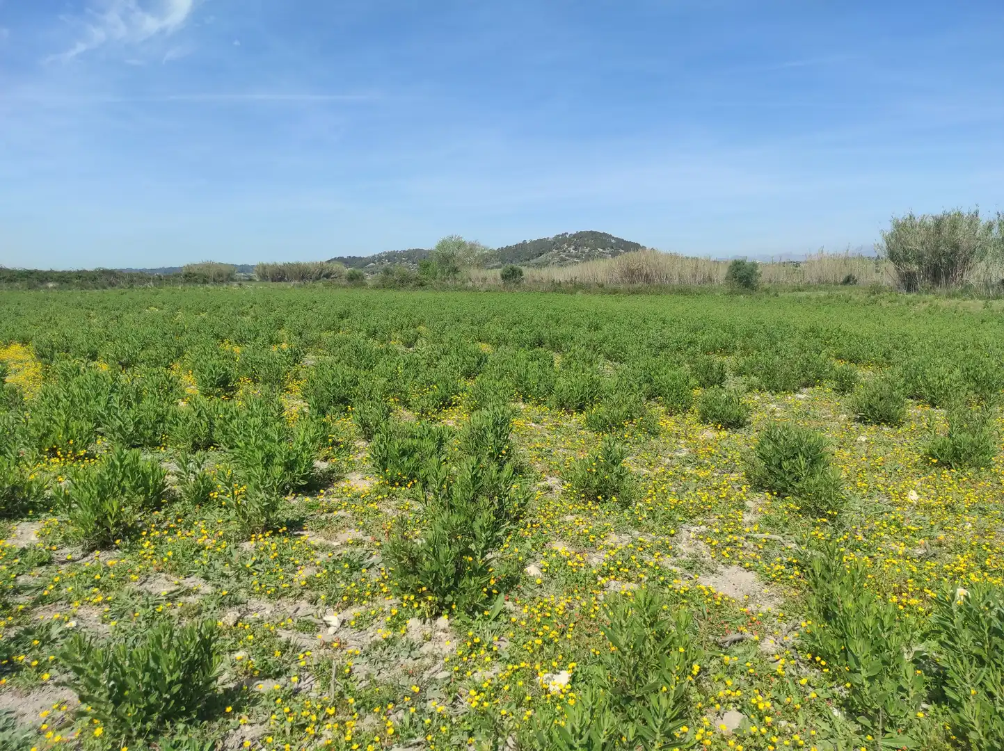 Terreno residencial en venta en Sineu, imagen 21