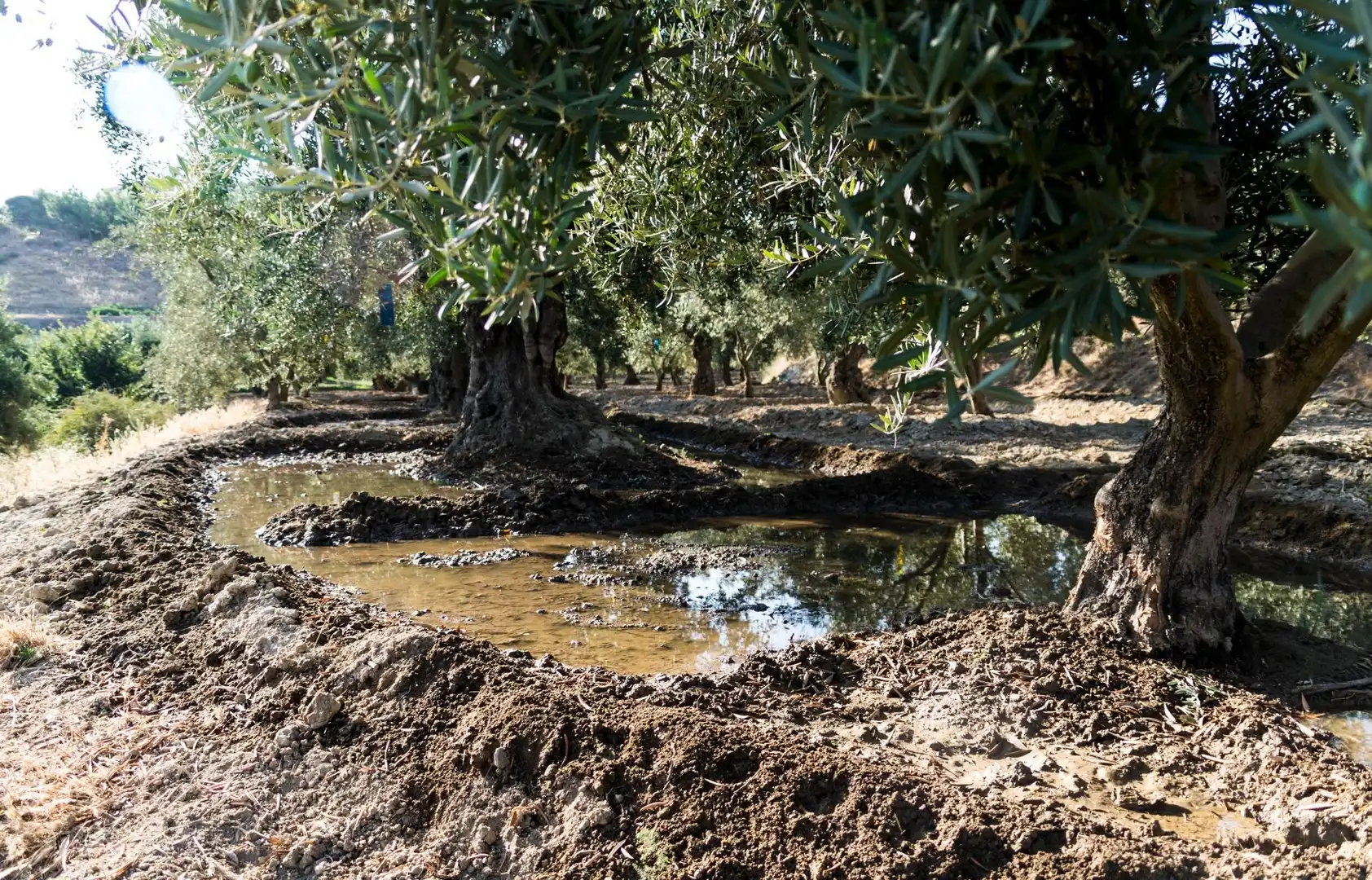 Terreno rustico in vendita a Urbanizacion PAGO VIÑA DEL REY, imagen 6