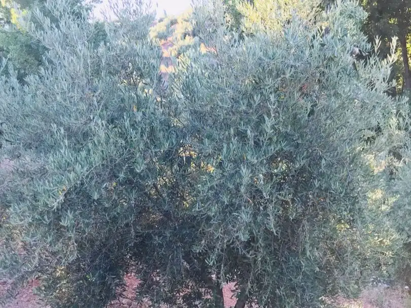 Jardín de Terreno en venta en Deifontes