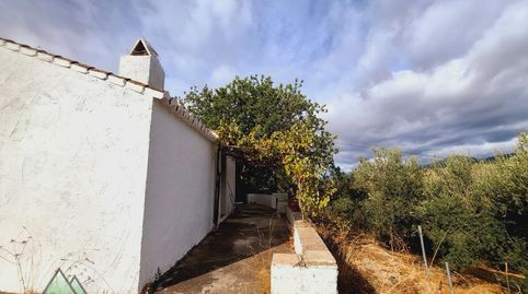 CORTIJO CON OLIVOS EN ALCAUCIN
