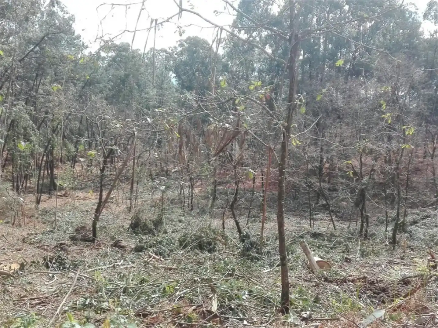 Terreny industrial en venda en Mos