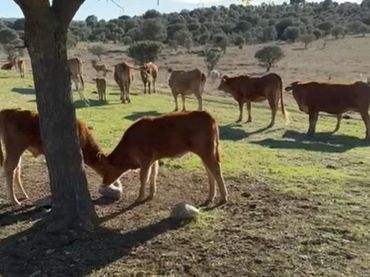 Terreni e lotti in vendita a Campus Universitario