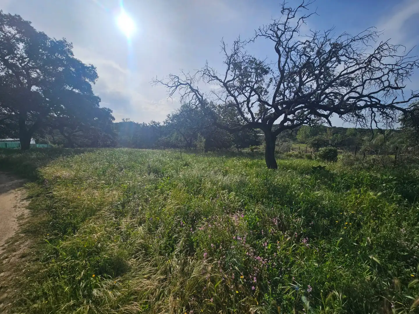 Terreno rustico in vendita a Castilblanco de los Arroyos, imagen 3