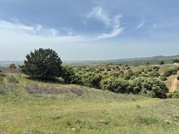 Terreno rustico in vendita a El Molar (Madrid)