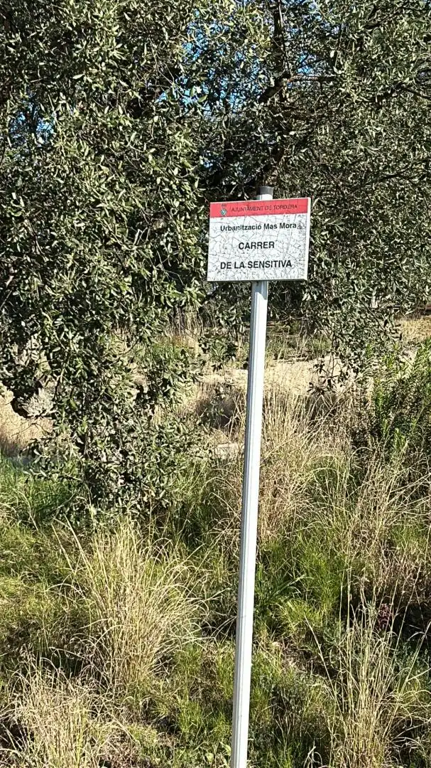 Terreno residencial en venta en Sensitiva, imagen 2