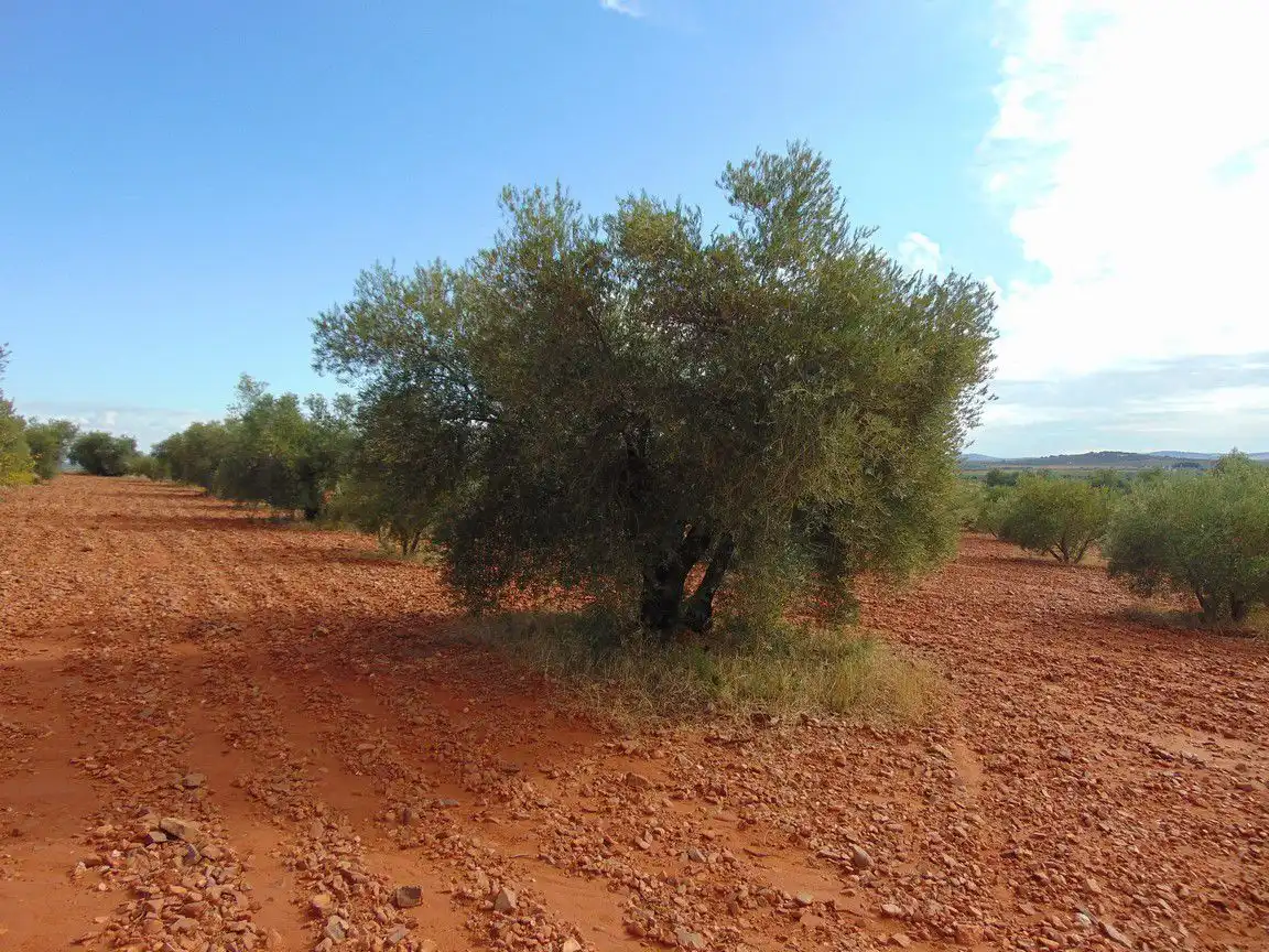 Rural land for sale in Valdepeñas, imagen 5