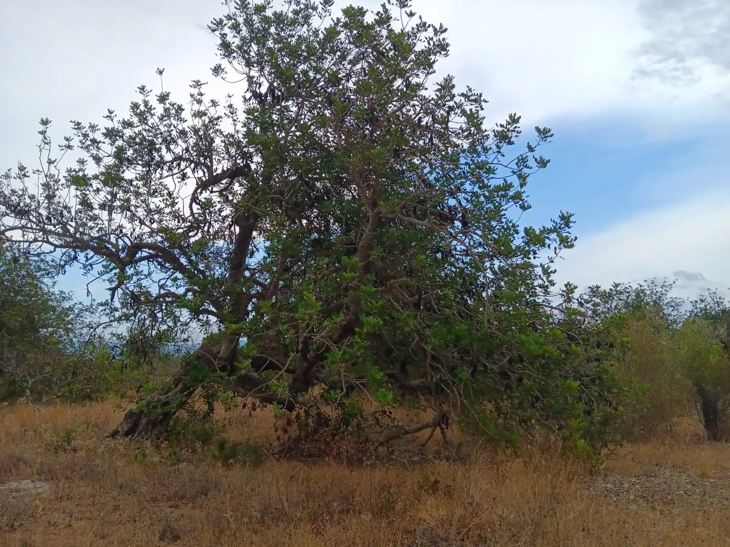 Lands and plots for sale in Roquetes, imagen 5