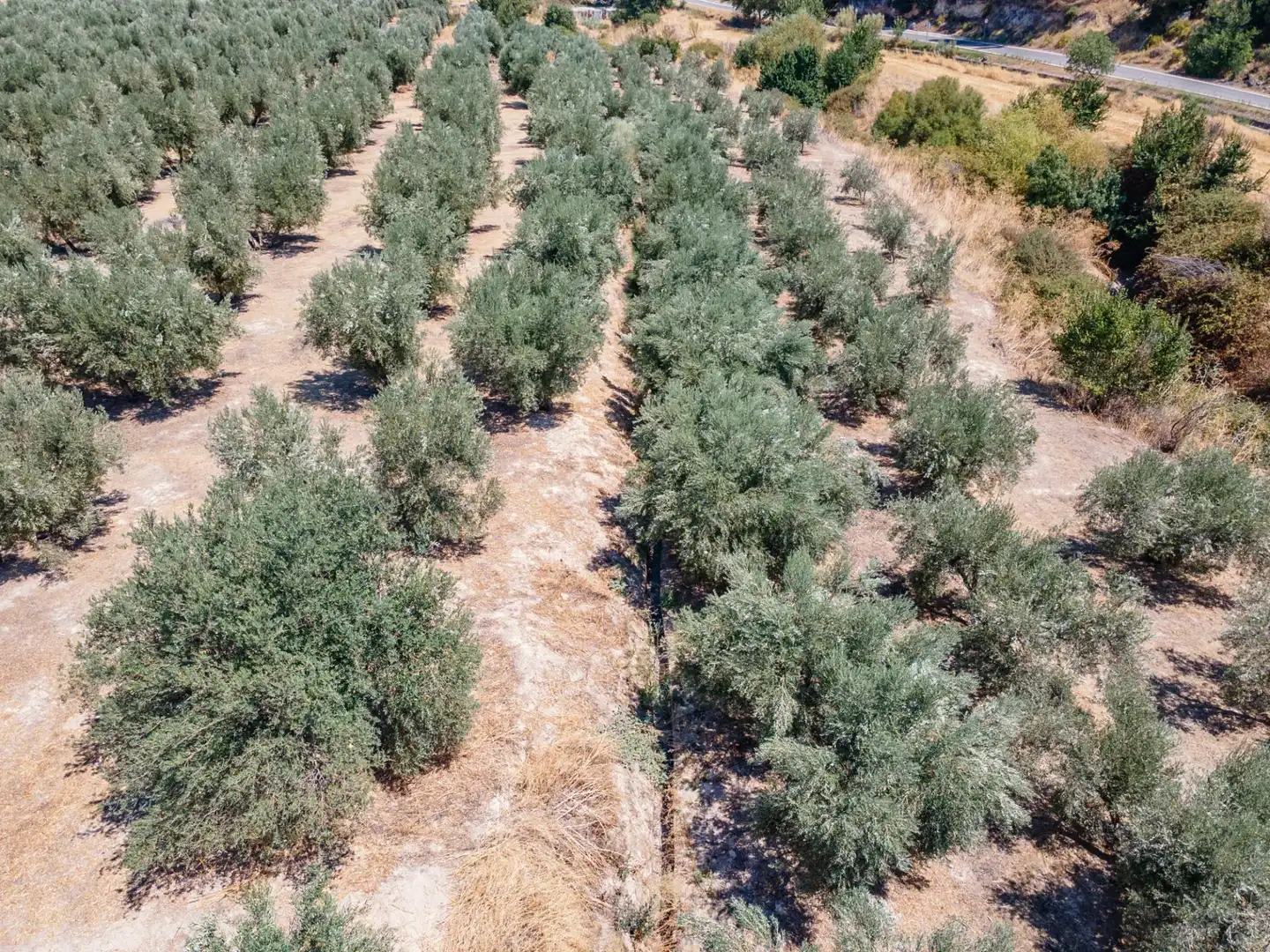 Terreno rustico in vendita a Deifontes, imagen 21