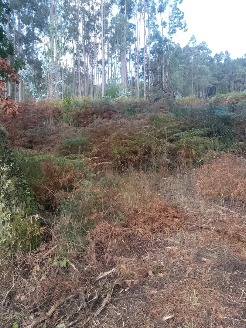 Terreno rustico in vendita a Meis, imagen 4