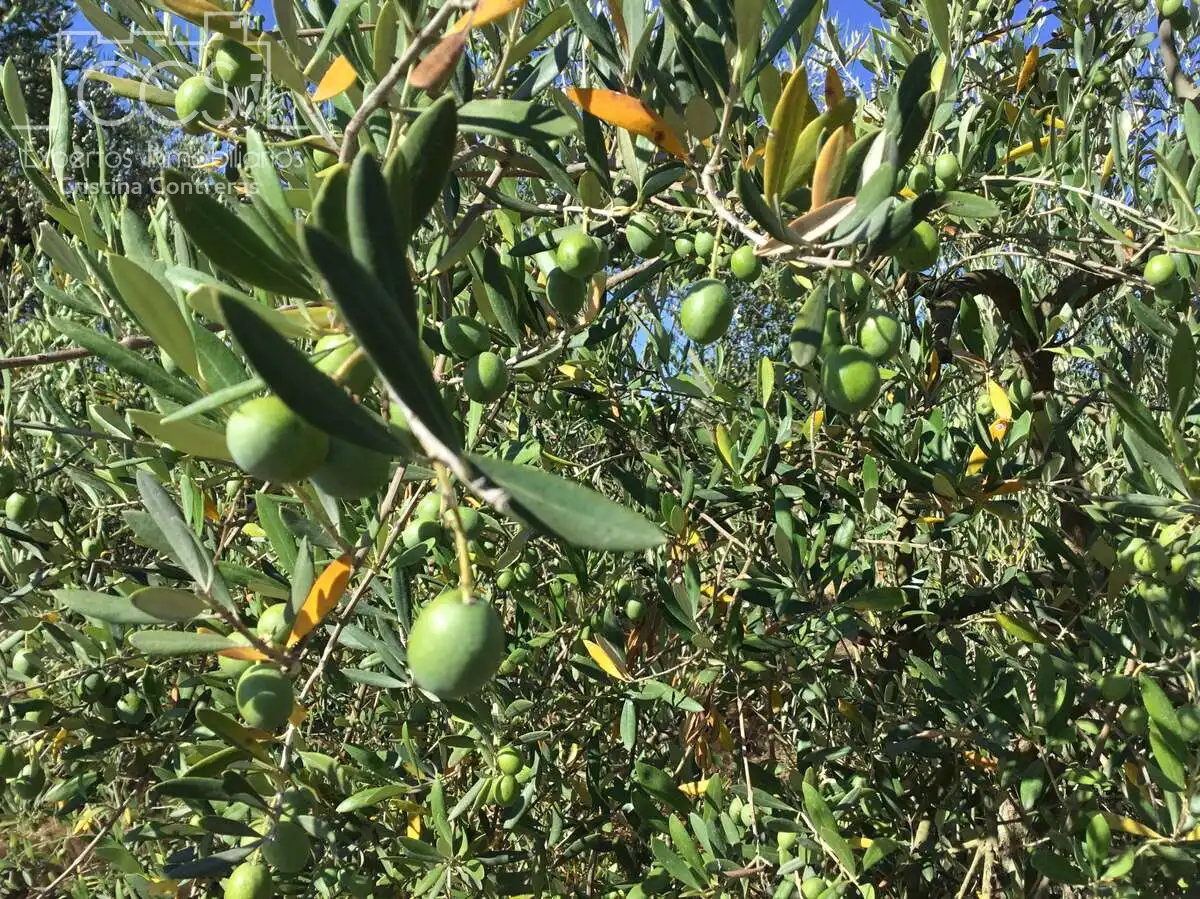 Terreni e lotti in vendita a Almonte ciudad, imagen 2
