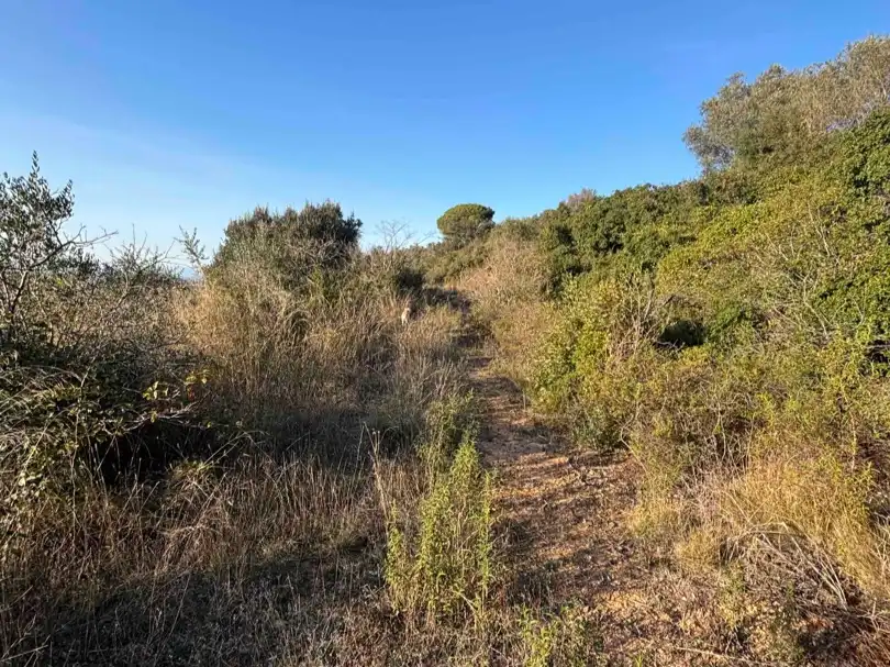 Terreny rústic en venda a Camino de Llabia a Palau S-numero, imagen 11