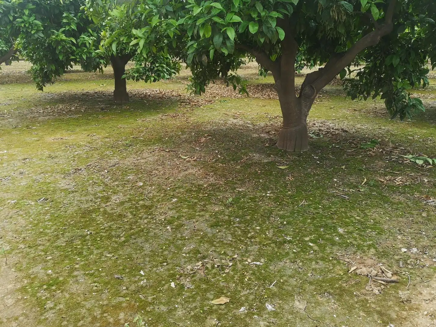 Residencial en venda en Alzira