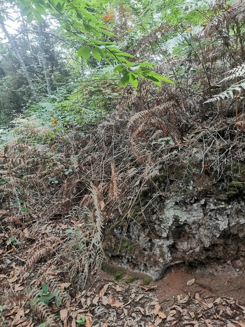 Grundstücke zum Verkauf in Santa Úrsula