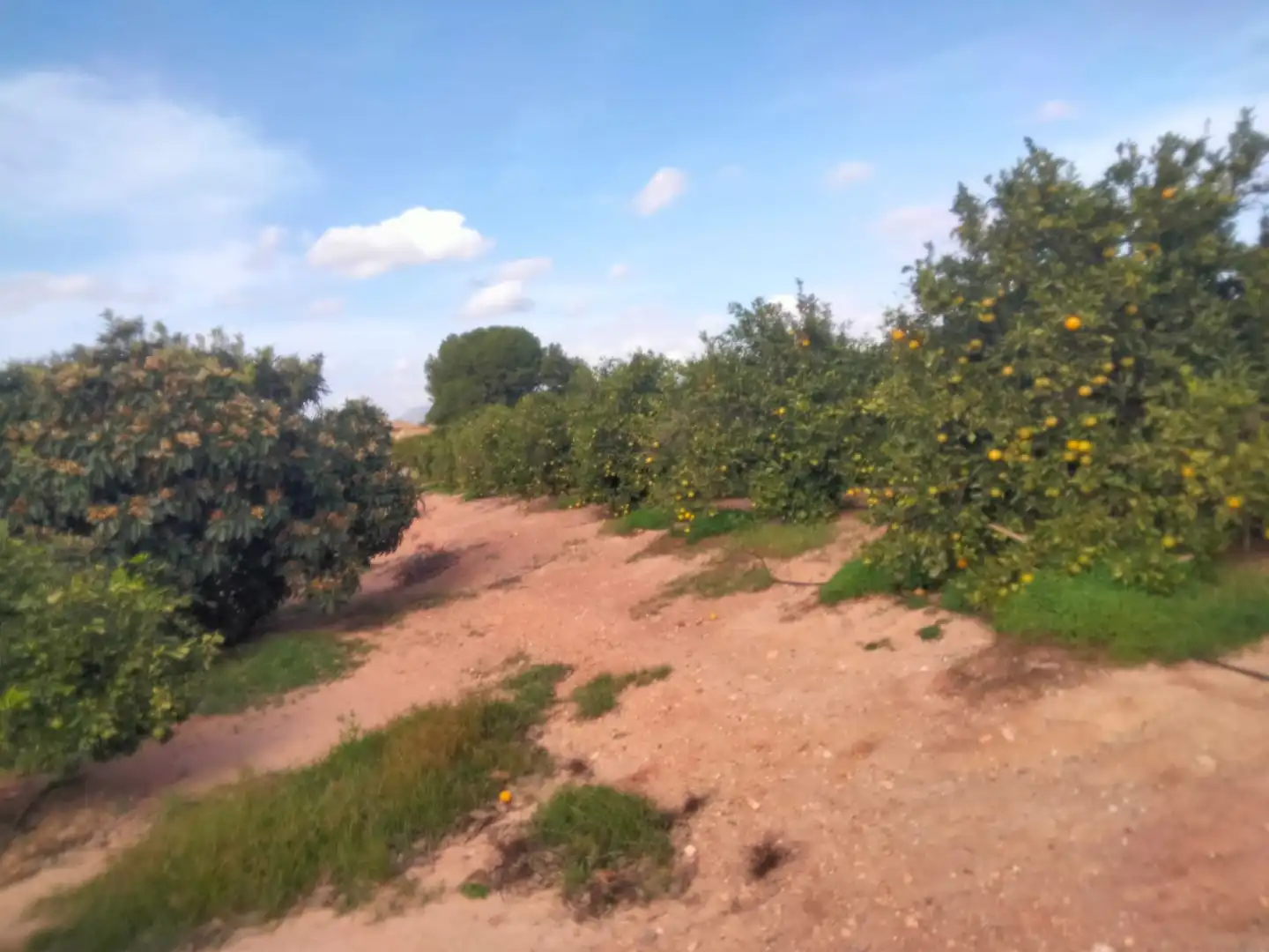 Terreno rustico in vendita a Los Pinares - La Masia, imagen 3