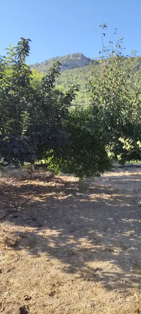Finca rústica en venda en Mogente / Moixent amb Piscina