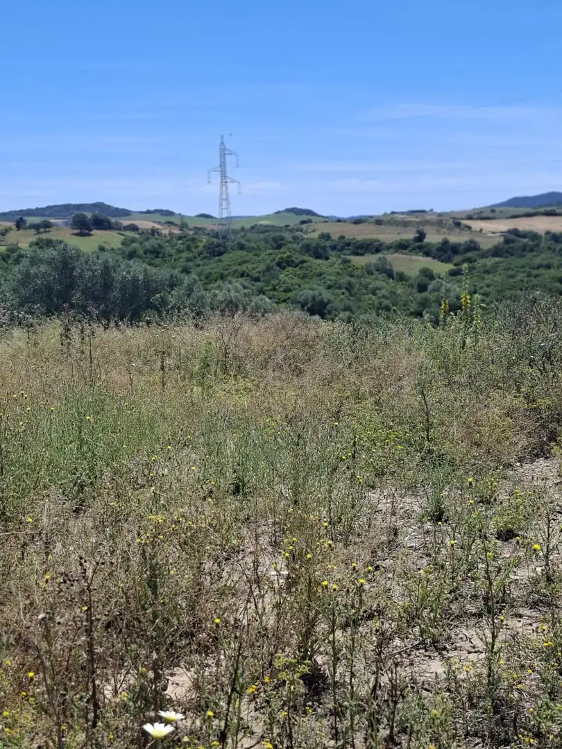 Finca rústica en venta en Medina Sidonia