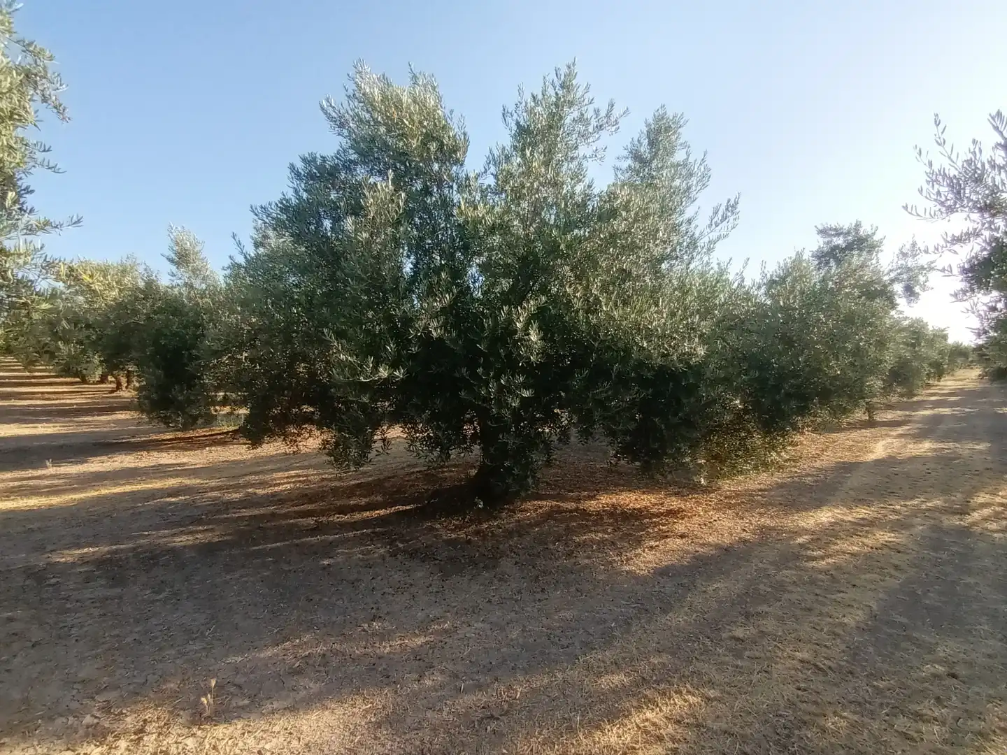 Terreno en venta en Villacarrillo