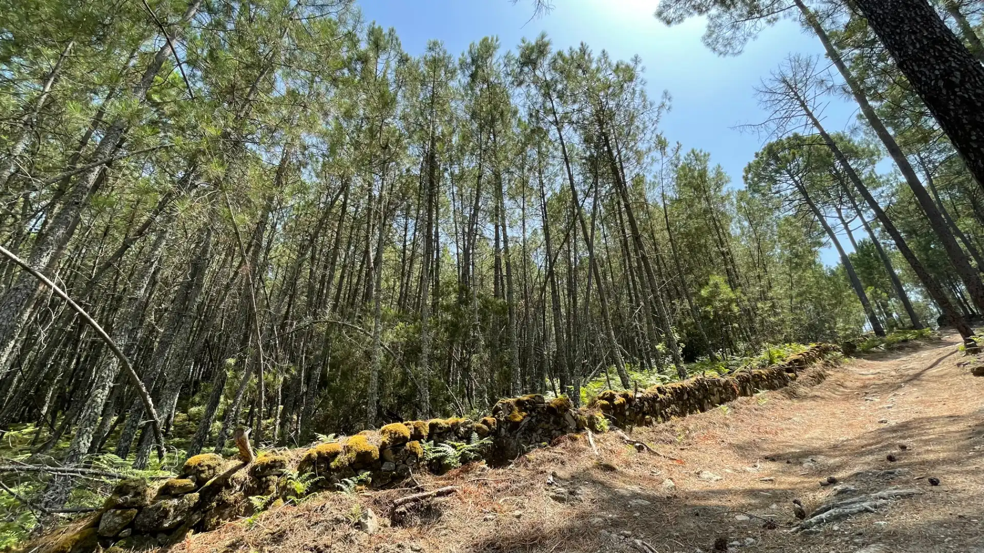 Land for sale in Arenas de San Pedro
