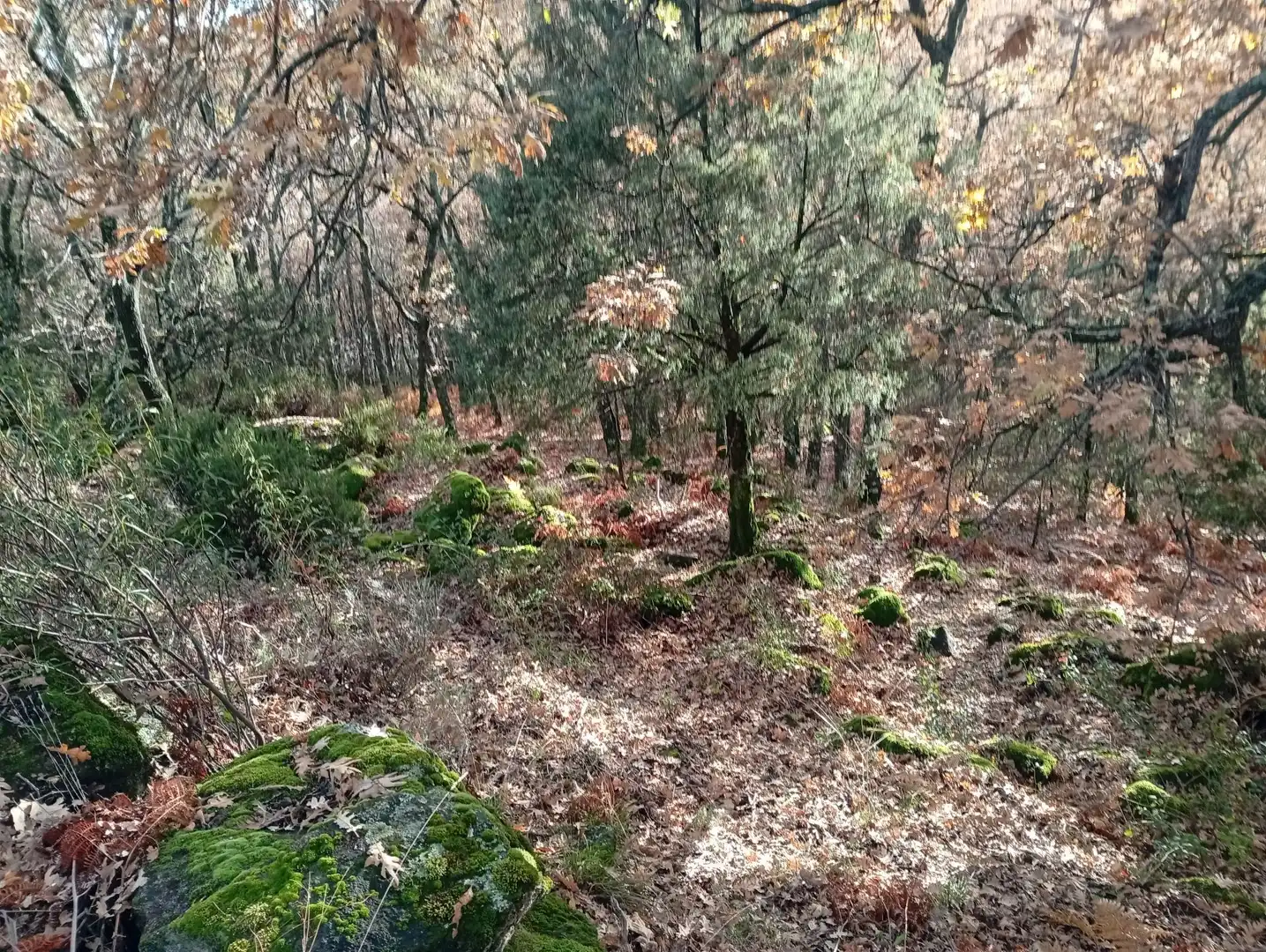 Terreni e lotti in vendita a Villanueva de la Vera, imagen 20