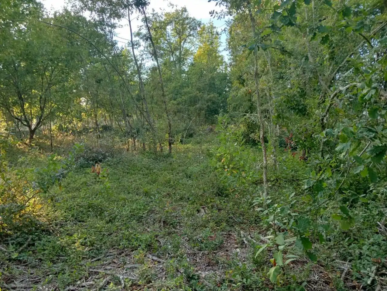Terreni e lotti in vendita a Nogueira de Ramuín, imagen 9