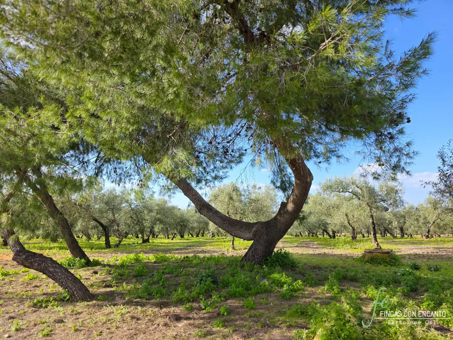 Garden of Country homes for sale in Marchena  with Swimming Pool and Alarm